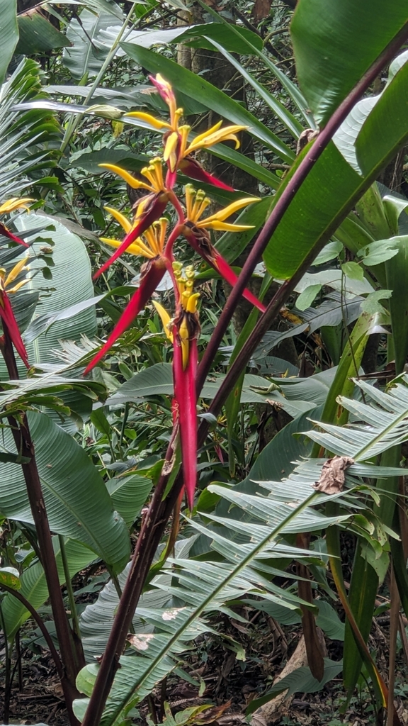 Heliconia mincana