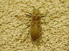 Eburia