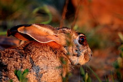Scrub Hare photo 2