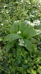 Allium ursinum