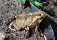 Rhinella margaritifera