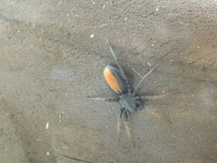 Castianeira descripta