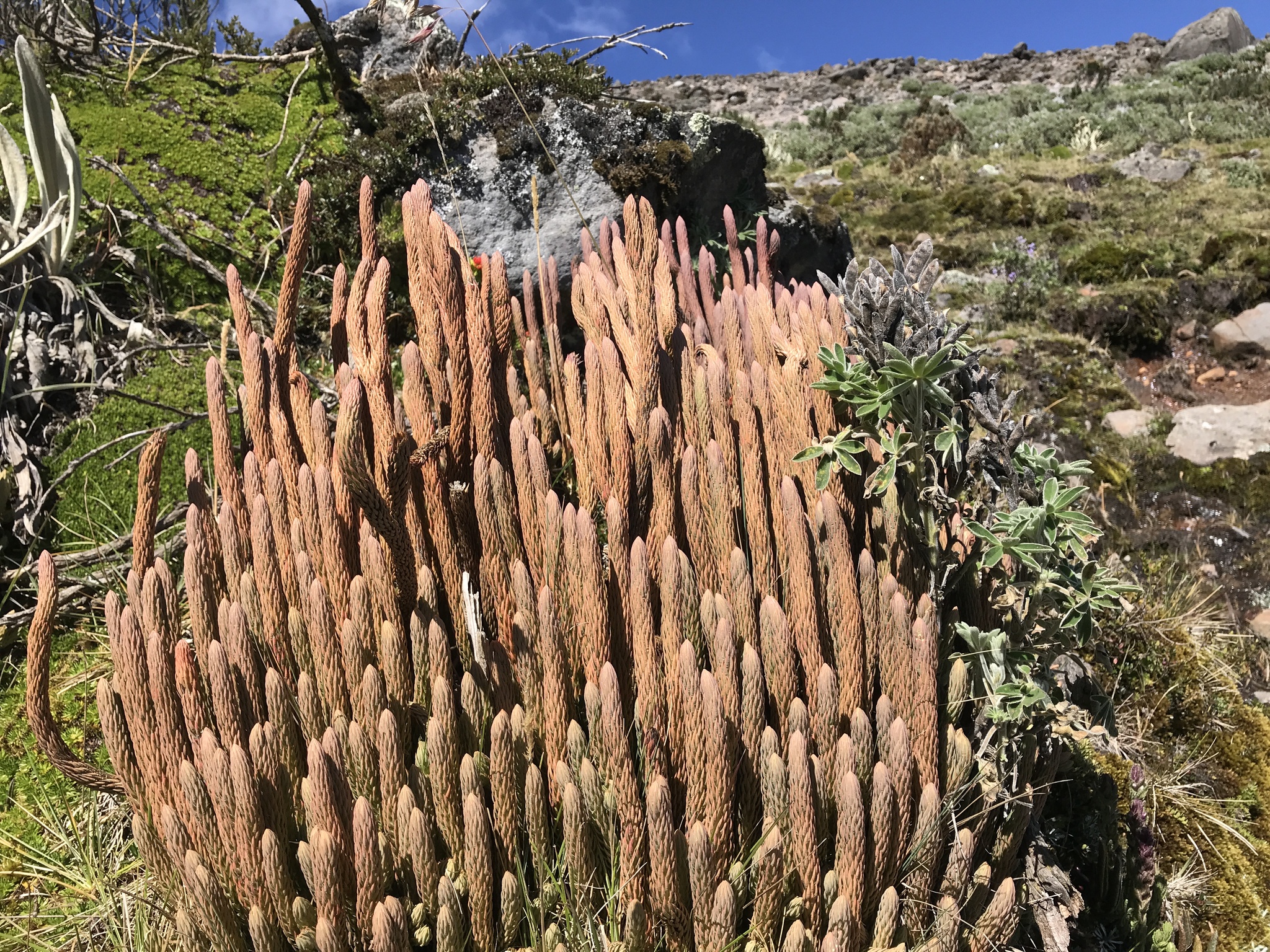 Phlegmariurus image