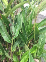 Alpinia officinarum