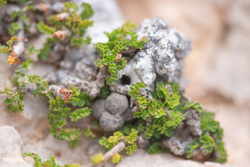 Commiphora planifrons