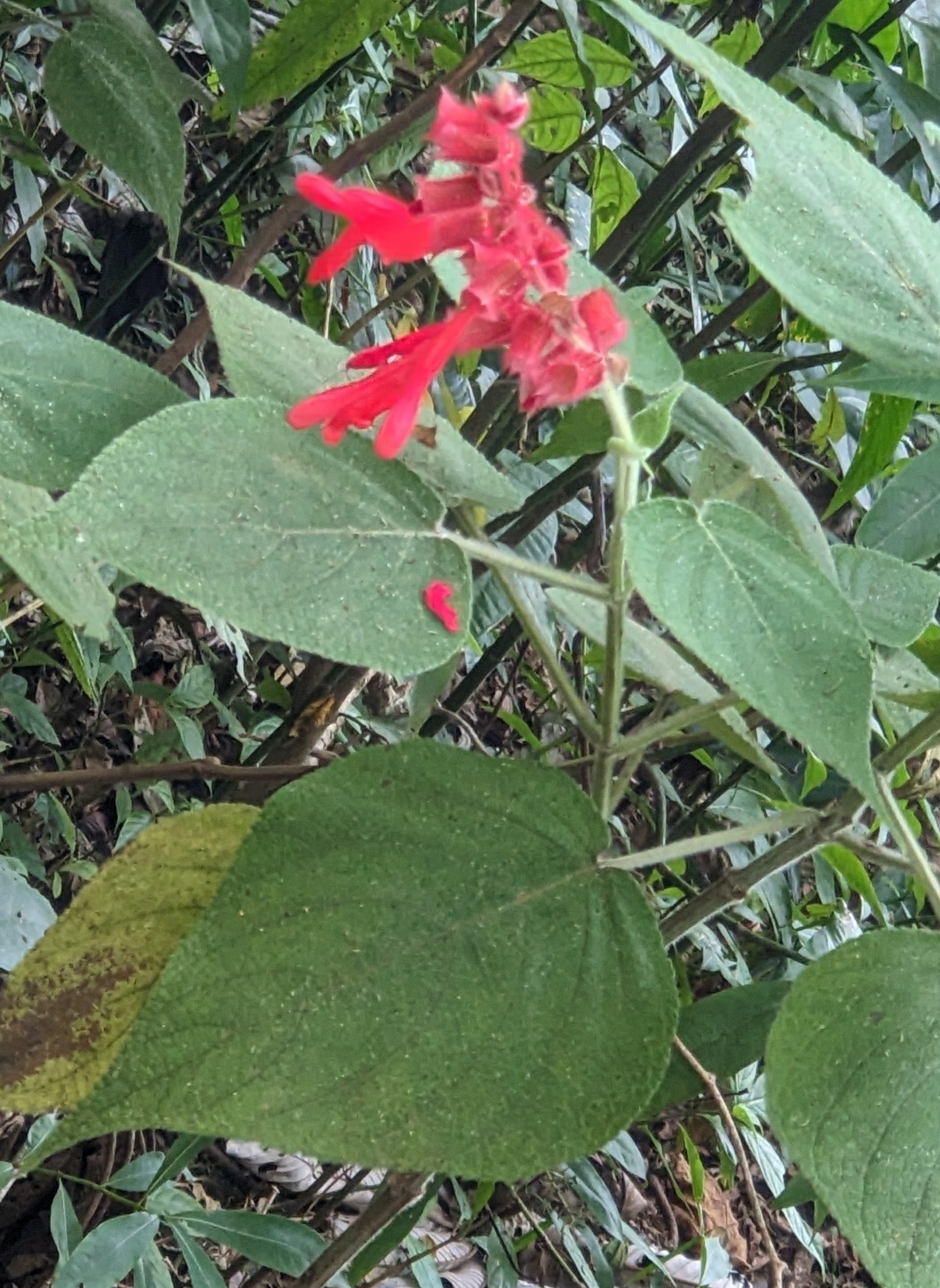 Imagem de Salvia vermelha