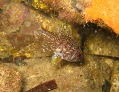 Vincentia conspersa