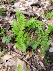 Cystopteris protrusa