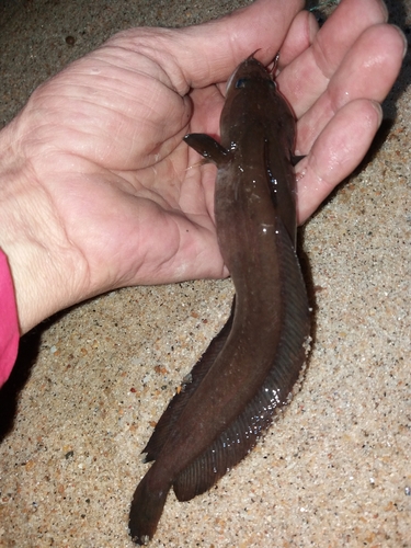 Spotted rockling (Gaidropsarus guttatus) — Lotidae — 3