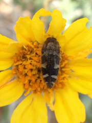 Acmaeodera
