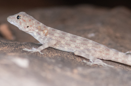 Blanford's Rock Gecko, Pristurus insignis