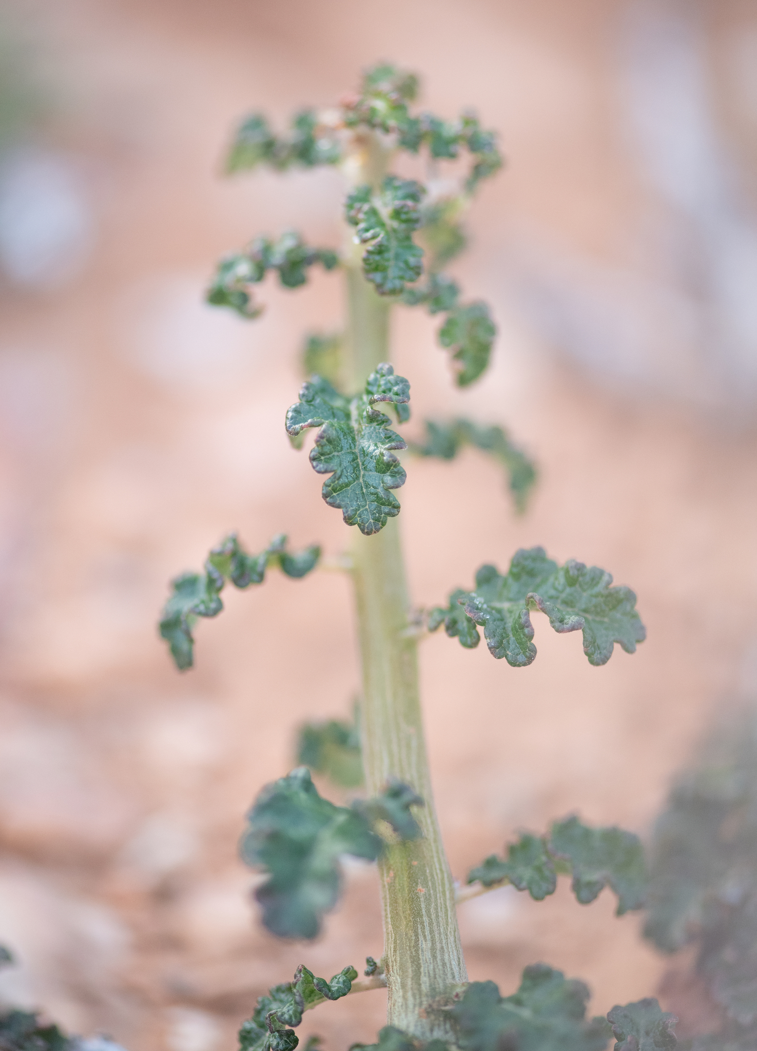 Boswellia hesperia Thulin, M.H.Weber & Rzepecky 3