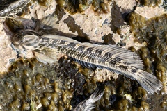 Marquesan Leaping Blenny photo 2