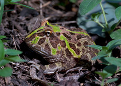Chacoan Horned Frog photo 4