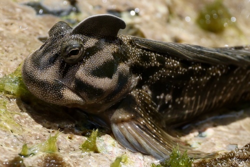 Leaping rockskipper (Alticus simplicirrus) — Blenniidae — 2