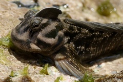 Marquesan Leaping Blenny photo 4