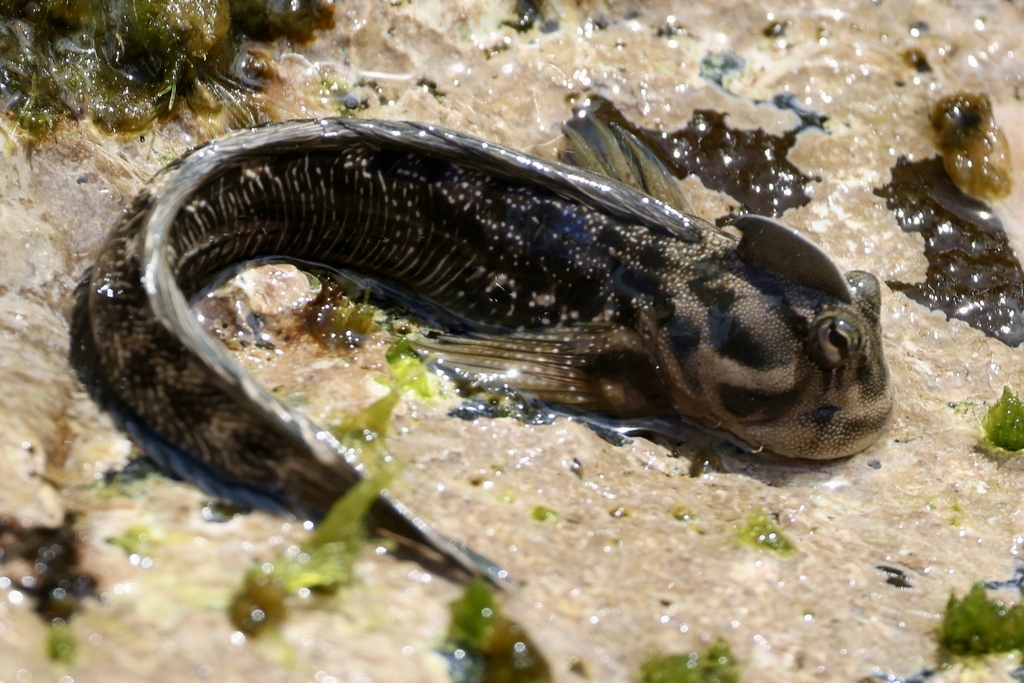 Marquesan Leaping Blenny