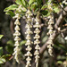 Garrya elliptica - Photo (c) Dan Fitzgerald (Fitz),  זכויות יוצרים חלקיות (CC BY-NC), הועלה על ידי Dan Fitzgerald (Fitz)