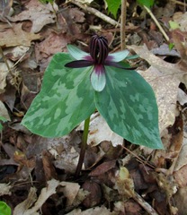 Trillium stamineum