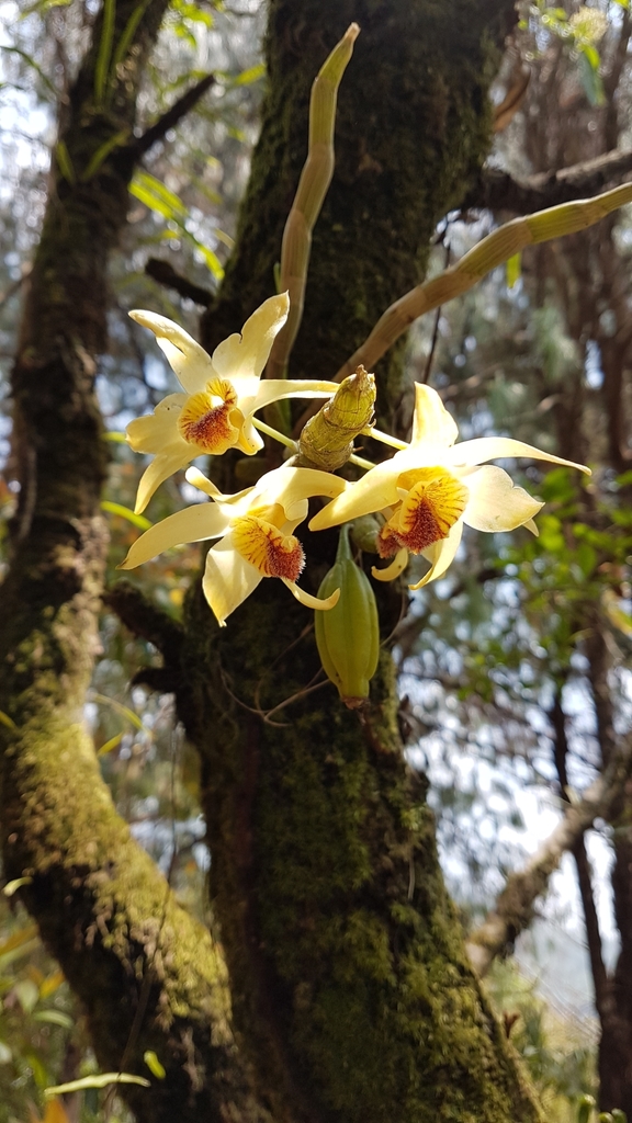 Dendrobium heterocarpum