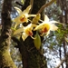 Dendrobium heterocarpum - Photo (c) Neil Alderson, algunos derechos reservados (CC BY-NC), subido por Neil Alderson