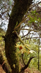 Dendrobium heterocarpum