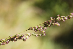 Anthenantia rufa