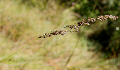 Anthenantia rufa
