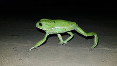 Painted-Belly Leaf Frog photo 4