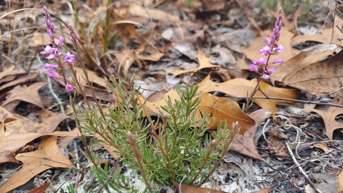 Image of Senega lewtonii by (c) Athena Philips, some rights reserved (CC BY)