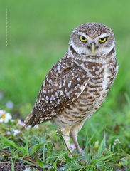 Athene cunicularia floridana