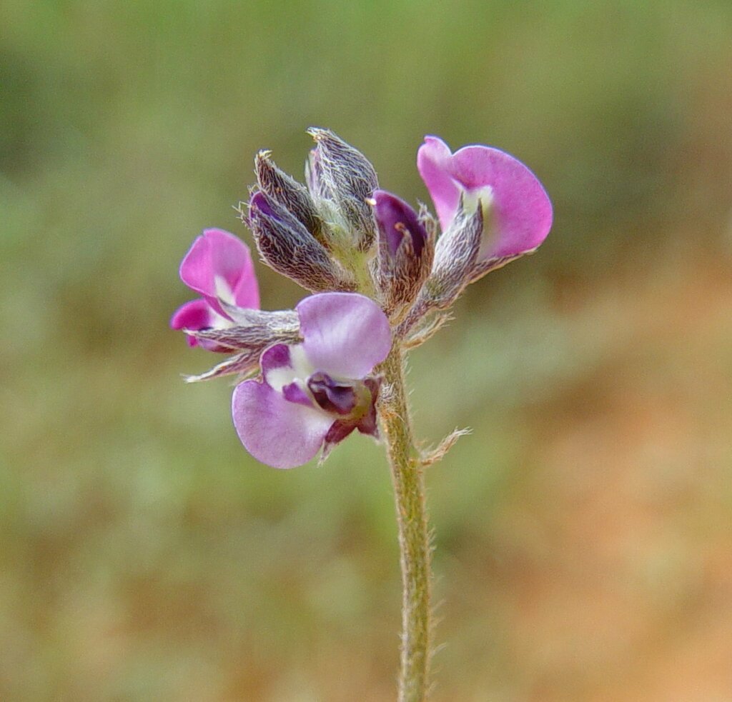 Glycine pindanica