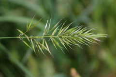 Anthoxanthum aristatum