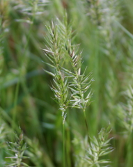 Anthoxanthum aristatum