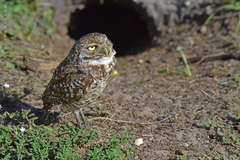Athene cunicularia floridana