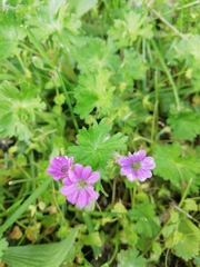 Geranium molle