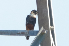 Falco rufigularis image
