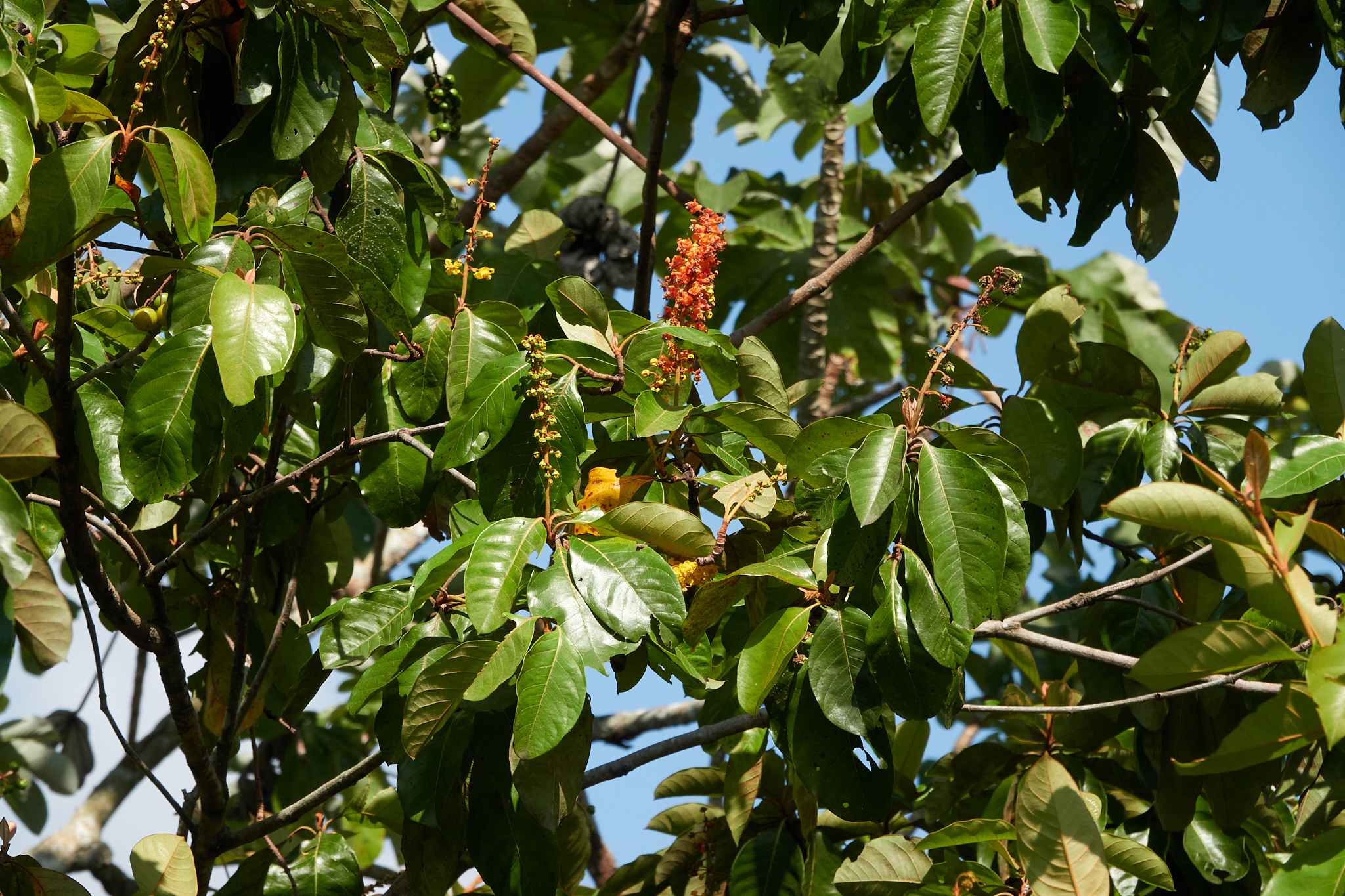 Imagem de Murici-verde
