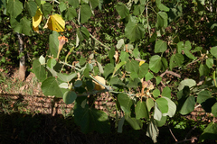 Ochroma pyramidale image