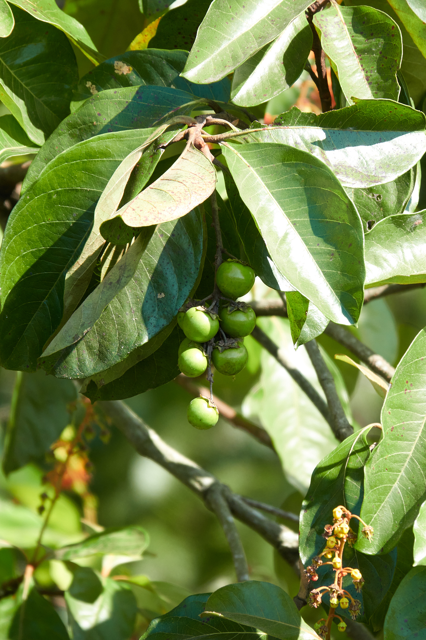 Imagem de Murici-verde