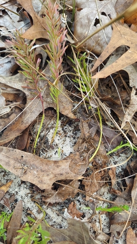 Image of Senega lewtonii by (c) Athena Philips, some rights reserved (CC BY)