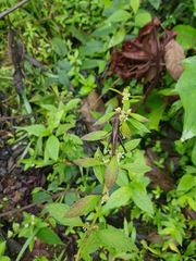 Maculiparia rotundata