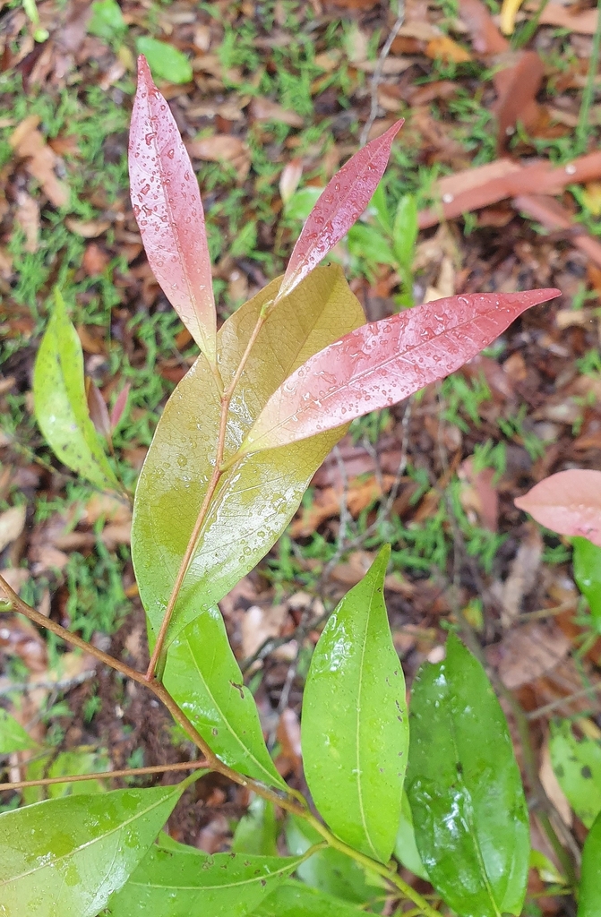 Flowering Plants In January 2024 By Peta INaturalist   Large 