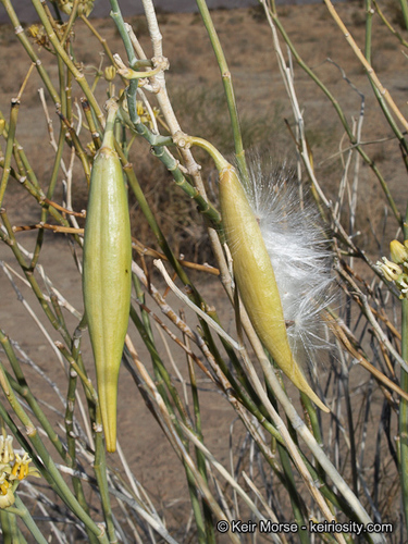 rush milkweed