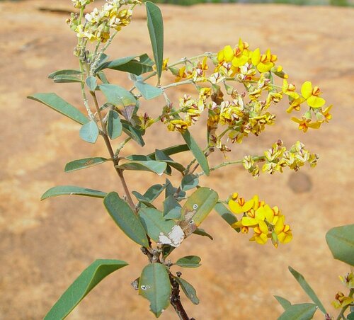Breelya (Gastrolobium laytonii)