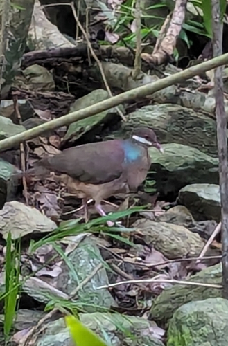Bridled Quail-Dove (Geotrygon mystacea), photo 5