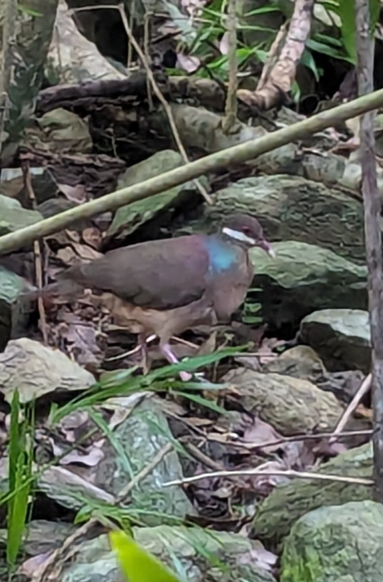 Bridled Quail-Dove (Geotrygon mystacea), photo 5