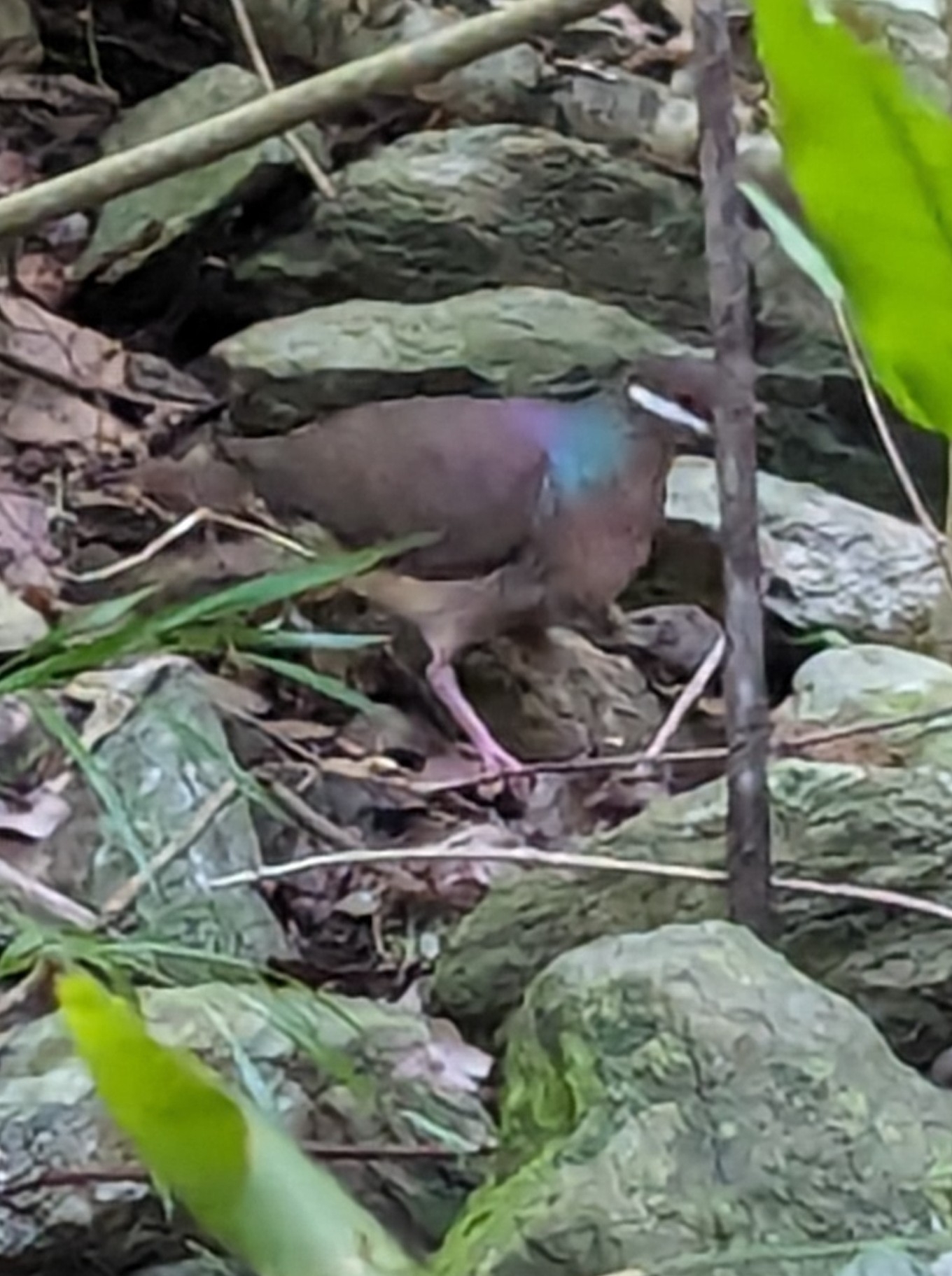 Bridled Quail-Dove (Geotrygon mystacea), photo 6
