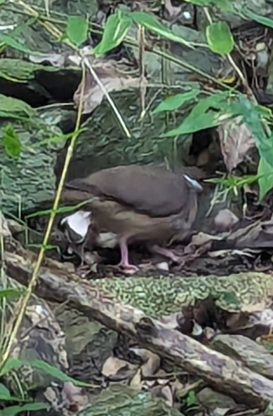 Bridled Quail-Dove (Geotrygon mystacea), photo 7
