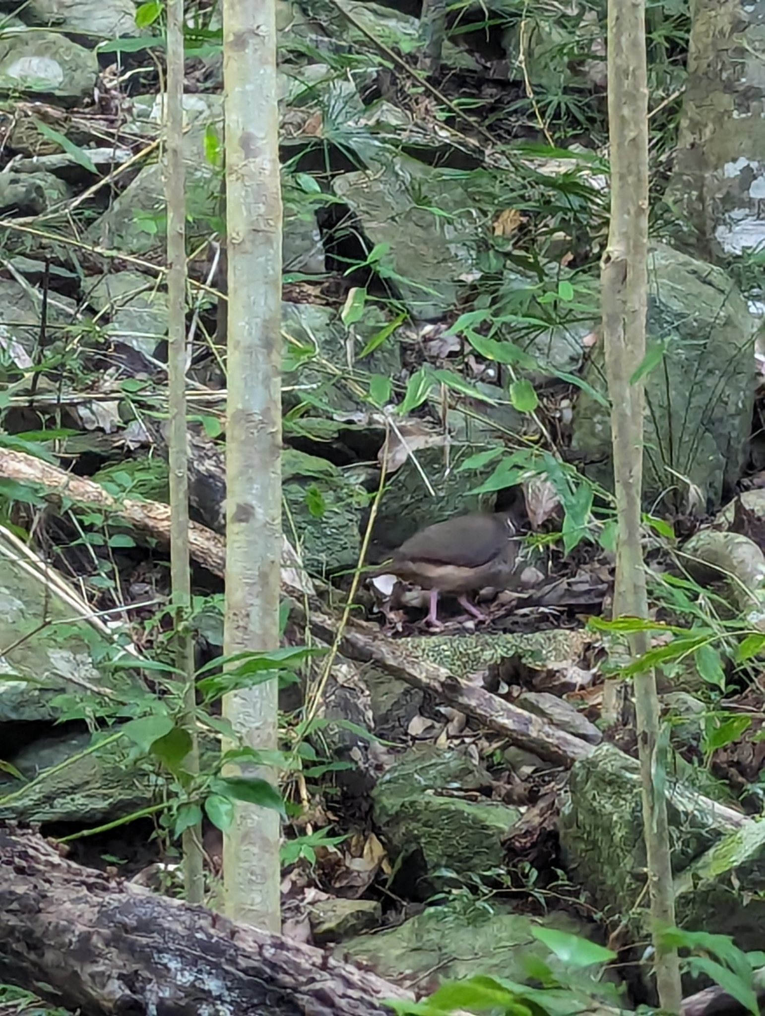 Bridled Quail-Dove (Geotrygon mystacea), photo 8